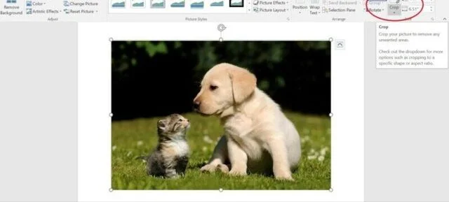 Cách cắt ảnh trong Word siêu nhanh, cực đẹp cho mọi phiên bản 5 Cắt ảnh với tính năng Crop trong word - Bước 1